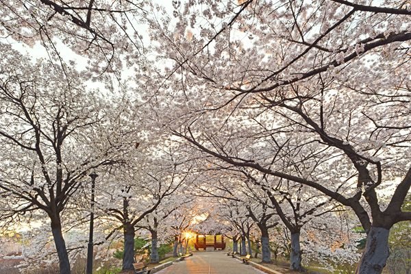 Teach English in South Korea with studyTEFL certification courses.